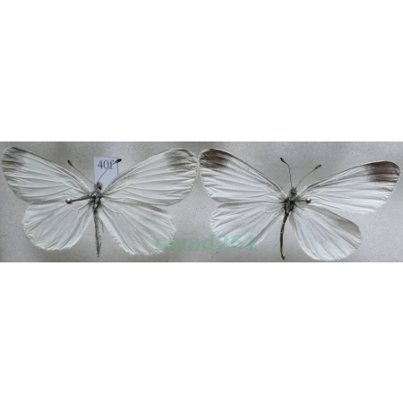 Leptidea sinapis (Linnaeus, 1758) pair Wietek gorczycznik Czech40f